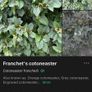 Franchet's Cotoneaster (2,30 m height) Image 3