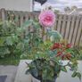 Rose Plant Image 3