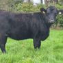 Organic heifers Image 2