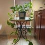 hanging plant Image 6