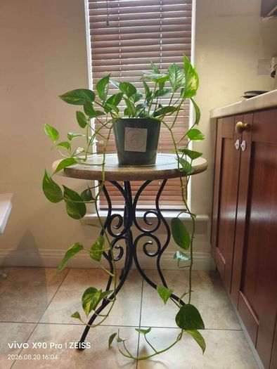 hanging plant