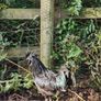 Rare breed chicks for sale Image 3