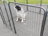8 Panel Dog Enclosure Kennel Run Cage Free Delivery