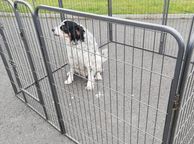 main image for ad 8 Panel Dog Enclosure Kennel Run Cage Free Delivery