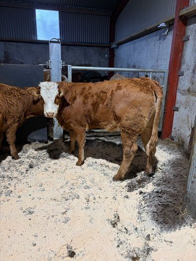 Beef heifers