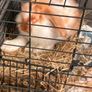 Purebred lop Rabbit male Image 3