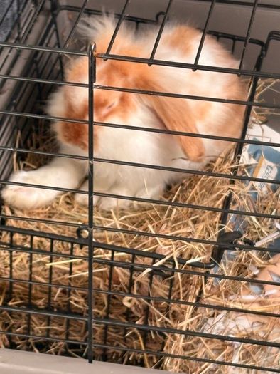 Purebred lop Rabbit male