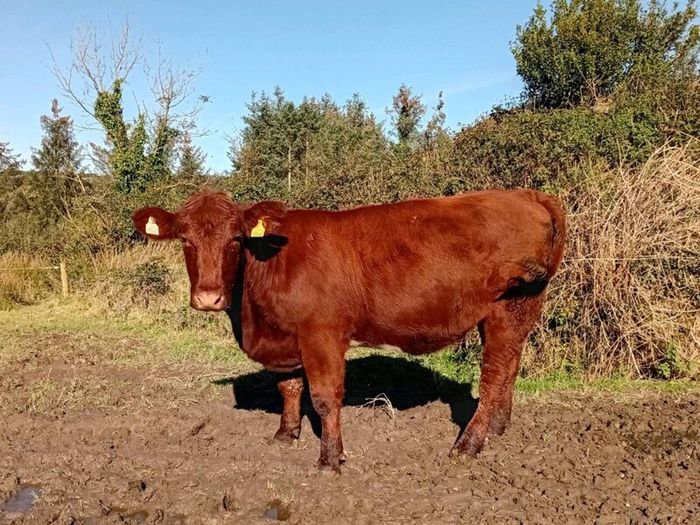 Shorthorn heifers