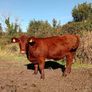 Shorthorn heifers Image 3