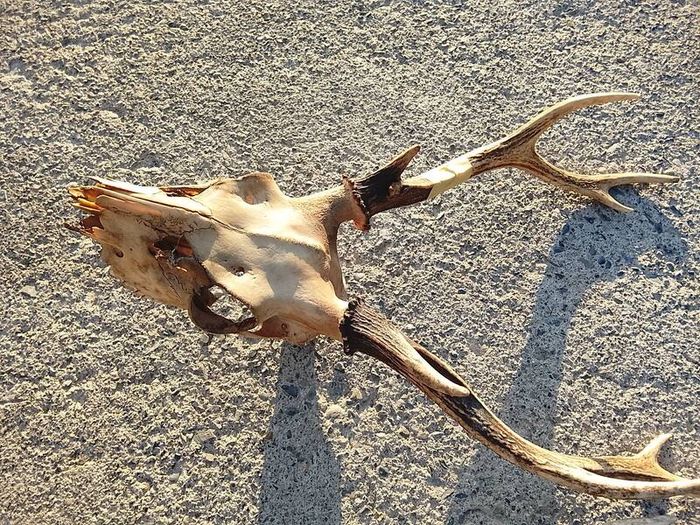 sika antlers
