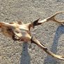 sika antlers Image 5