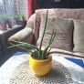 Sansevieria Cylindrica with Yellow Pot Image 10