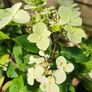 Hydrangea Paniculata Wims Red Image 2