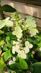 Hydrangea Paniculata