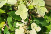 Hydrangea Paniculata