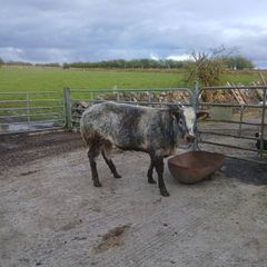 Heifers