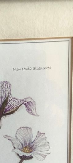 Lovely Gray Framed SOUTH AFRICAN BOTANICAL ART BY Judy Wheeler Geranium Family Monsania attenuata Geranium pulchrum
