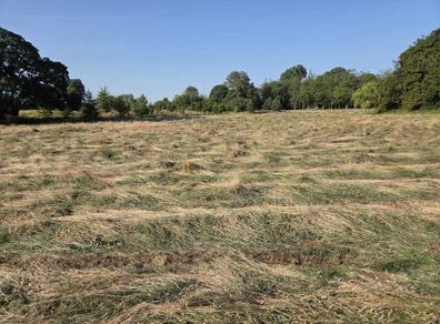 Haylage for sale
