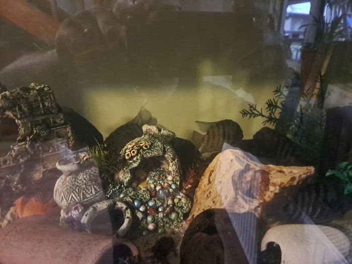 fish tank