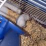 Mice Image 3