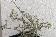Native Irish Hawthorn Bonsai #3