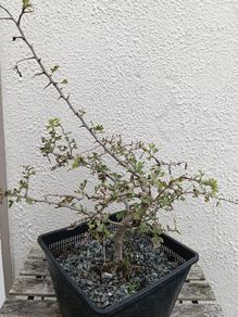 Native Irish Hawthorn Bonsai #3