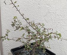 Native Irish Hawthorn Bonsai #3