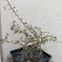 Native Irish Hawthorn Bonsai #3