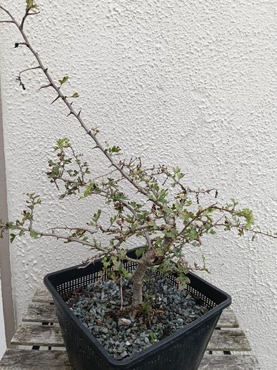 Native Irish Hawthorn Bonsai #3