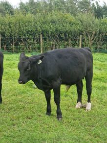 10 AAX bull wealings for sale