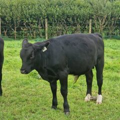 10 AAX bull wealings for sale
