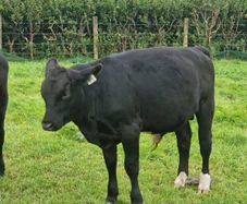 10 AAX bull wealings for sale