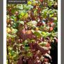 Cornus Alba Sibirica Dogwood plants Image 6