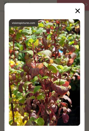 Cornus Alba Sibirica Dogwood plants
