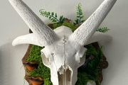 1 Ethically Sourced Four Horned Ram Skull in Nature Wall Plaque Forest Grunge Decor Cottagecore
