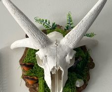 1 Ethically Sourced Four Horned Ram Skull in Nature Wall Plaque Forest Grunge Decor Cottagecore