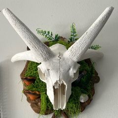 1 Ethically Sourced Four Horned Ram Skull in Nature Wall Plaque Forest Grunge Decor Cottagecore