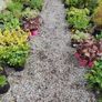 Plants and Shrubs Image 5