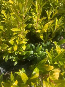 Sarcococca plants