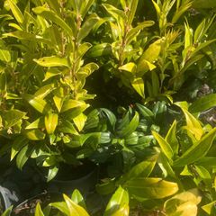 Sarcococca plants