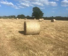 Hay