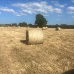 Hay