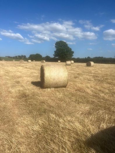 Hay