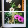 Hardy Geraniums YEO, Peter Published by Croom Helm in 1985 Image 3