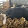 Weanlings Hereford Calves Image 5