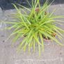 ornamental grass Image 3