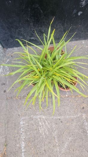 ornamental grass