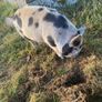 kune kune pigs Image 6