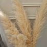 pampas grass Image 2