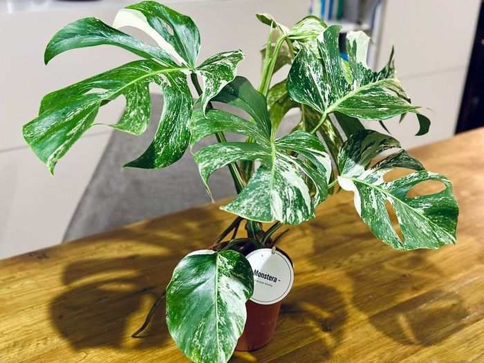 Monstera Deliciosa Variegata in 15cm pot and 50cm in height #1